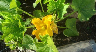 Proč se na cuketě netvoří vaječník?